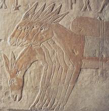 Resultado de imagem para egyptian donkeys movement incision